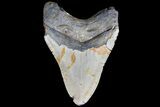 Bargain, Megalodon Tooth - North Carolina #83987-2